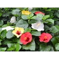 thumbnail image 2 of Tri Color Bloom Bash Hibiscus - 1 Live Plant in a 10 Inch Pot - Hibiscus Rosa Sinensis - Bright Colorful Dramatic Lush Patio Bush, 2 of 6