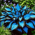thumbnail image 5 of Midnight Blue Hosta-Midnight Blue Heart-Home Decoration for Planting Now-Premium Garden Stakes Perfect for Borders, 5 of 8