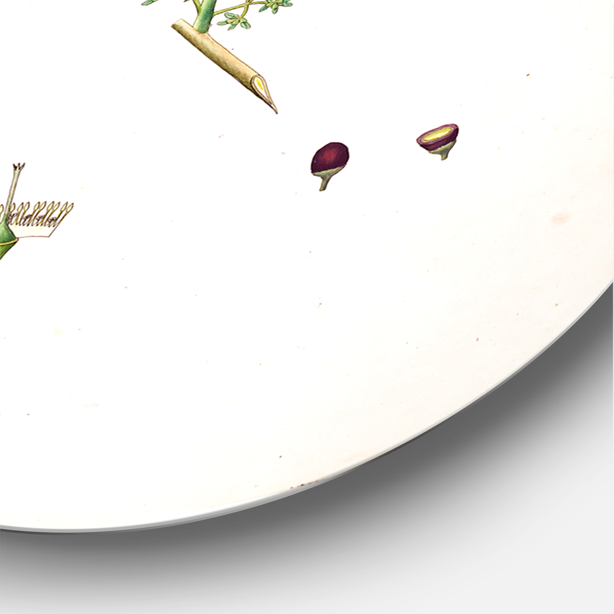 Designart 'Ancient Botanicals V' Farmhouse Circle Metal Wall Art 11x11 - Disc of 11