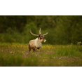 thumbnail image 2 of Gavra, Assaf 18x13 White Modern Wood Framed Museum Art Print Titled - Caribou In Grass Land, 2 of 4