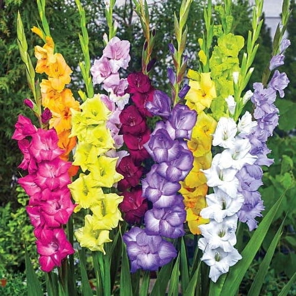 5 Gladiolus Bulbs, Mixed Colors - Sword Lily, Easy to Grow Perennial