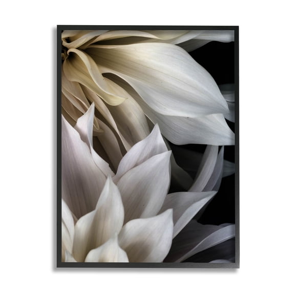Stupell Industries Grey Dahlia Petals Botanical & Floral Photography Black Framed Art Print Wall Art, 11 x 14