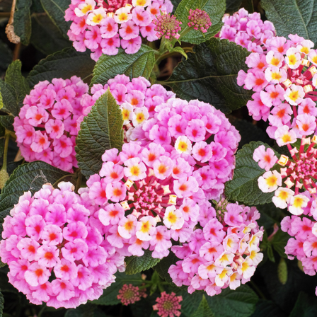 Pack 2 Lantana Flower Plants, Light Pink Lantana Live Plants 4 to 7 Inches