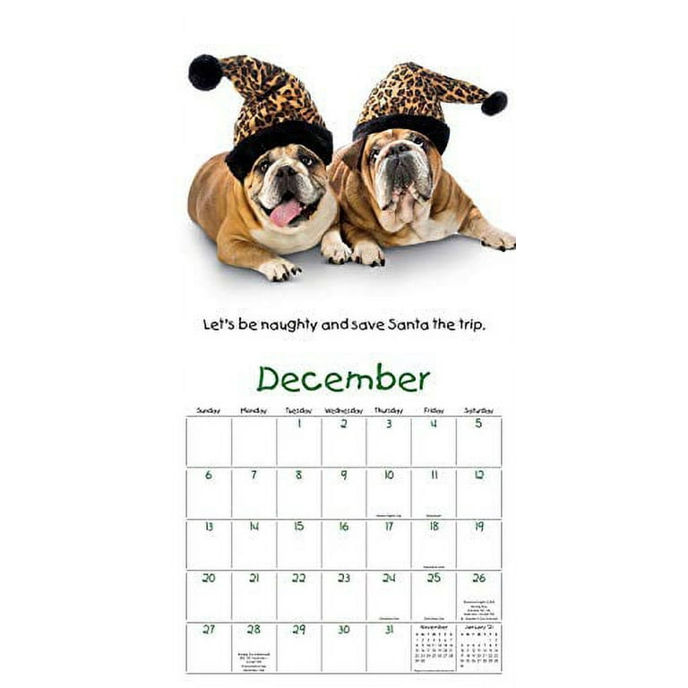 Zelda Bulldog 2024 Calendar Elset Horatia