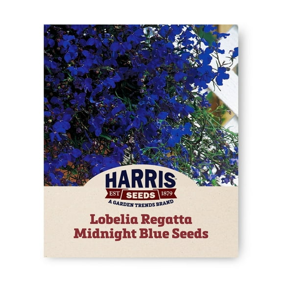 Harris Seeds - Lobelia Regatta Midnight Blue Seeds - Early Blooms - 50 Seeds
