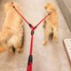 thumbnail image 3 of Dual Dog Leash, Double Dog Leash, 360 Swivel No Tangle Double Dog Walking Training Leash, Comfortable Shock Absorbing Reflective Bungee for Two Dogs(Red), 3 of 4