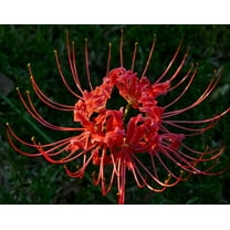 (2) Red Spider Lily, Lycoris Radiata Bulbs, Beautiful Flowers, Fresh Easy to grow bulbs