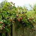 thumbnail image 4 of Thornless Triple Crown Blackberry Bush 3 Gallon, 4 of 6