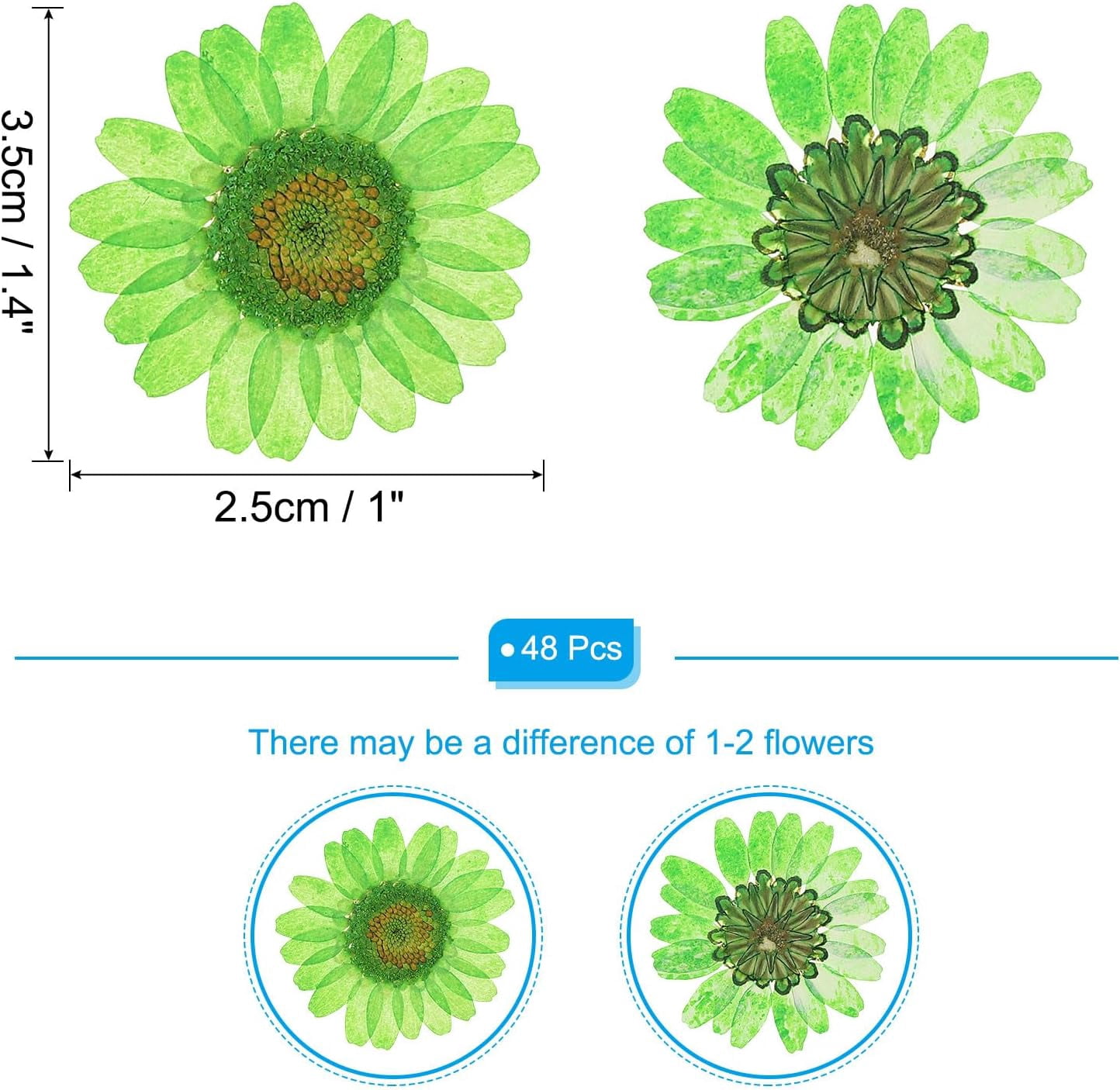 Dalrosia 48PCS Dried Daisy Flower, Vacuum Packaging, Pressed Flower for House Decoration, Jewelry Making, Phone case Decoration