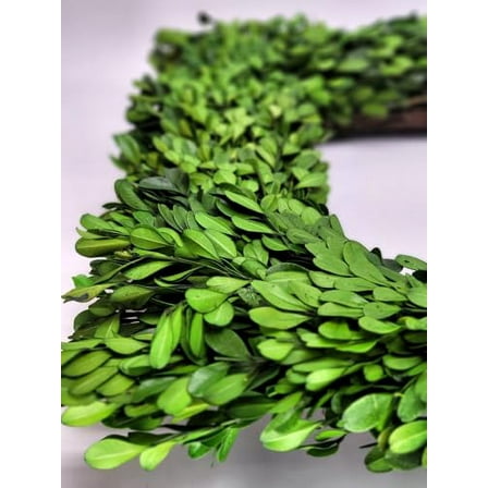 Preserved Boxwood Square Wreath - 17"