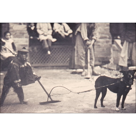 24"x36" Gallery Poster, monkey show, Changde, Hunan, China, ca.1900-1919