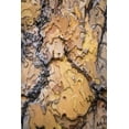 thumbnail image 2 of Paulson, Don 11x14 Gold Ornate Wood Framed with Double Matting Museum Art Print Titled - Washington, Wenatchee NF Ponderosa pine bark, 2 of 4