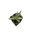 thumbnail image 3 of Rare Starfish Snake Plant - Sanseveria boncellensis - 2" Pot - Easy Succulent, 3 of 3