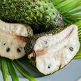 thumbnail image 5 of Soursop Tree Live Plant, 10-14 Inch Tall, Well Rooted, Tropical Fruit Tree for Outdoor Planting, 5 of 5