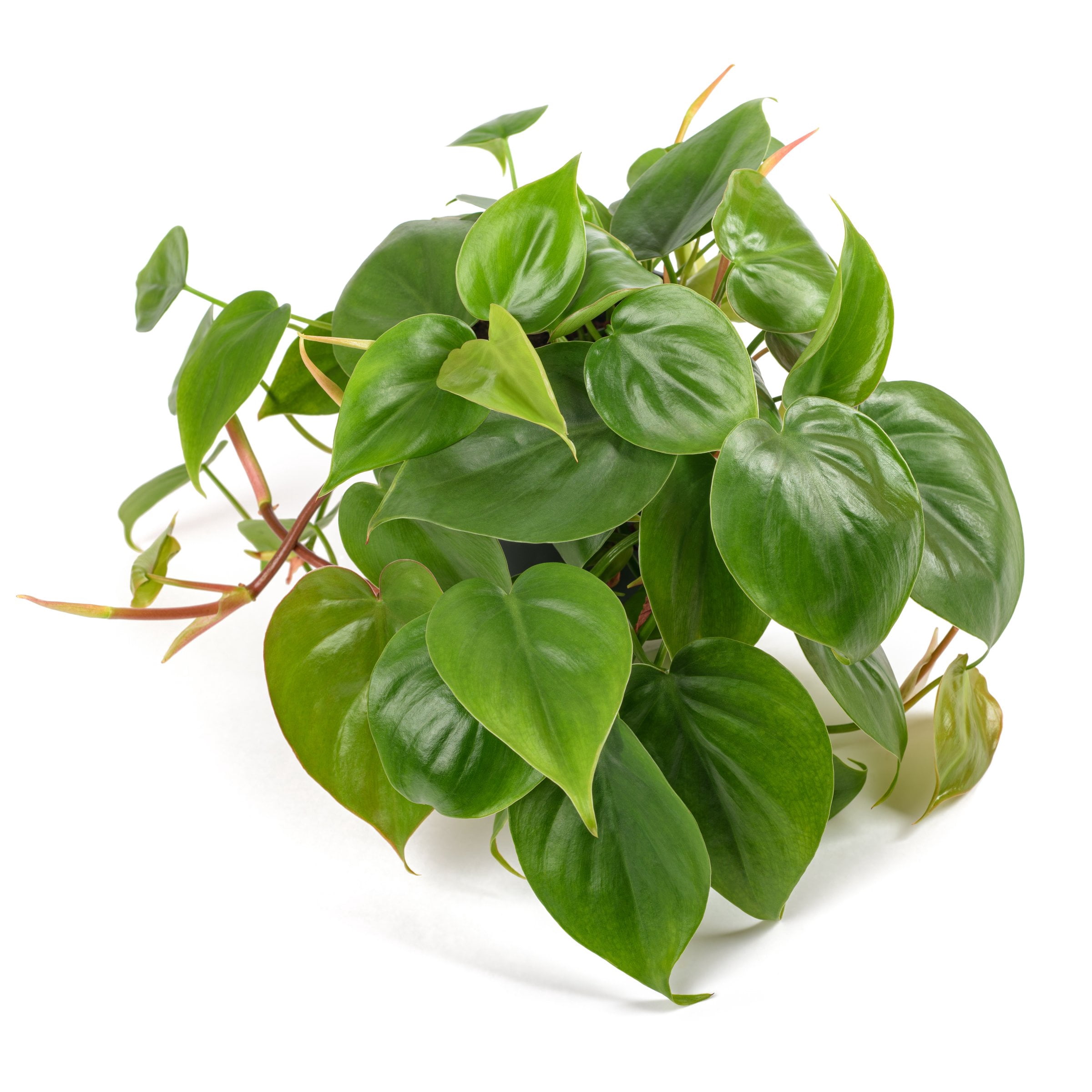 6 in. Philodendron Cordatum Plant in Grower Container