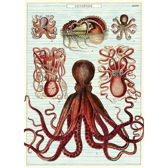 Cavallini Papier Décoratif - Octopods 20 Pouces"x28 Pouces" Feuille - Cavallini Papier Décoratif - Octopods 20 Pouces"x28 Pouces" Feuille