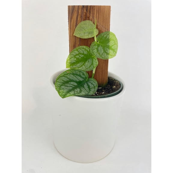 Bumble Plants Monstera Dubia - Full Live Colorful Houseplant in Nursery Pot, Easy Care, Indoor Plant for Beginners