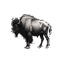thumbnail image 4 of realistic,detailed,vivid Buffalo Stickers, Waterproof Buffalo Sticker for Water Bottle Laptop Phone Cases Planner Skateboard Luggage Helmet Party Favor Decor, Ideal for Adults Teens Teacher Rewards, 4 of 9