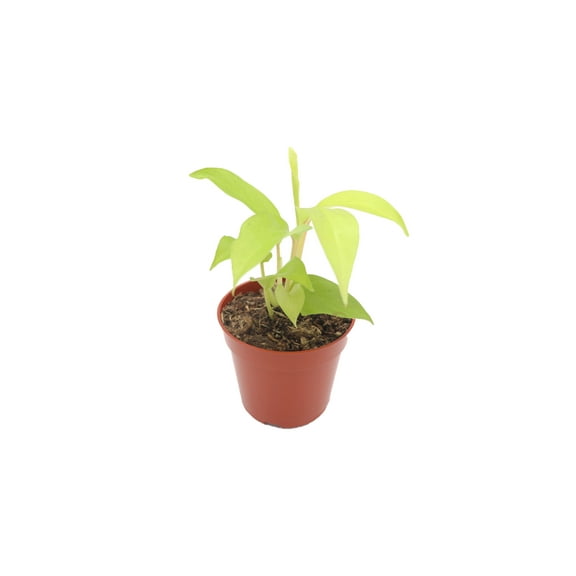 Philodendron Lemon Lime 4" - from California Tropicals