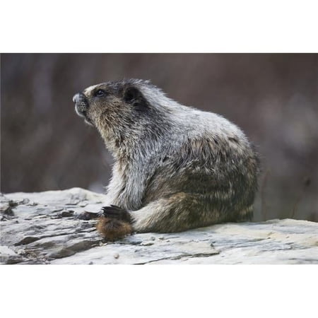 Marmot Marmota Yoho National Park - British Columbia Canada Poster Print - 38 x 24 in. - Large