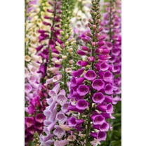foxglove-seeds-walmart