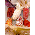 thumbnail image 4 of TomorrowSeeds - Rainbow Mix Strawberry Popcorn (Ornamental Corn) Seeds - 50+ Count - For 2026 Planting, 4 of 9