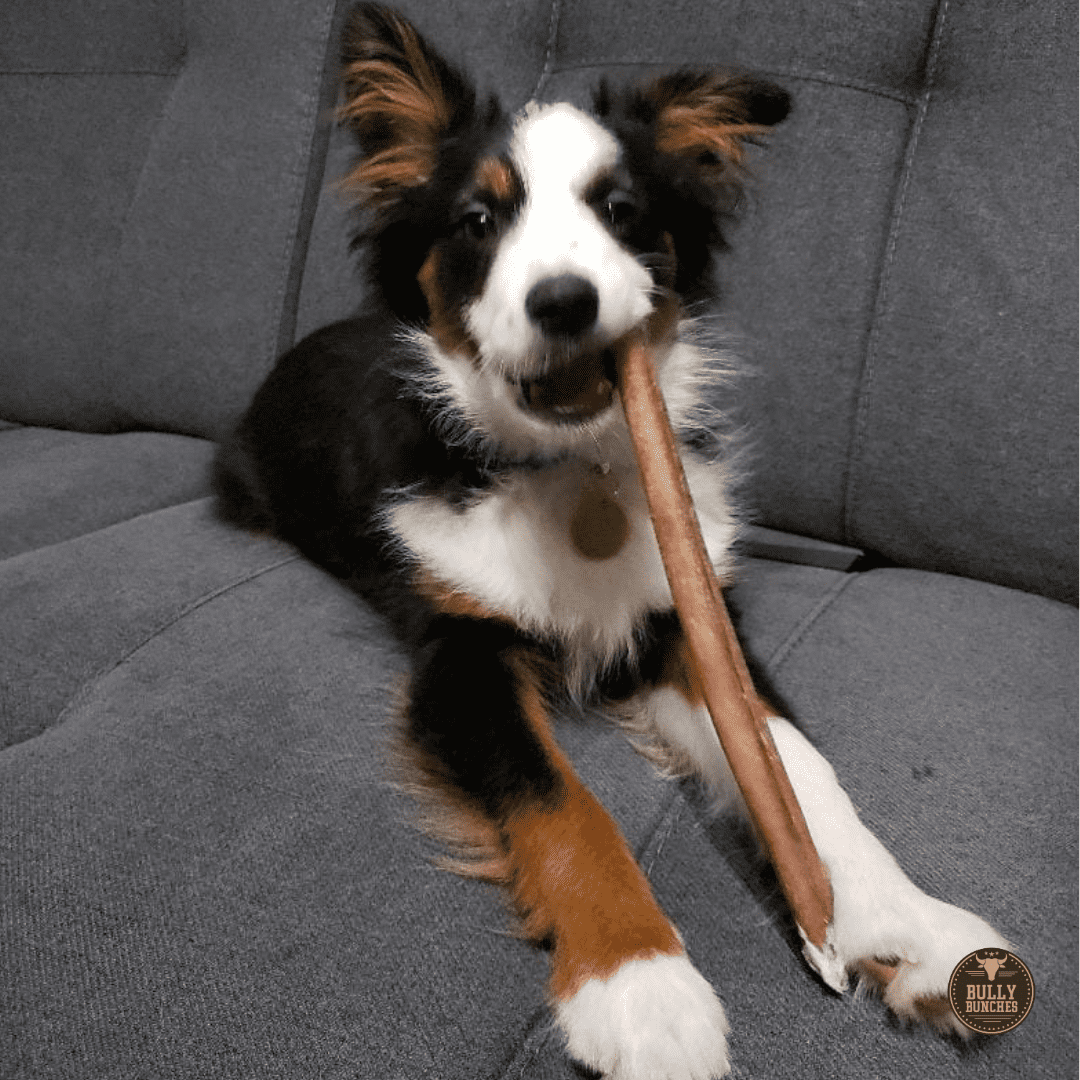 Bully Bunches Premium 12 Inch Standard Bully Stick - 10 Pack