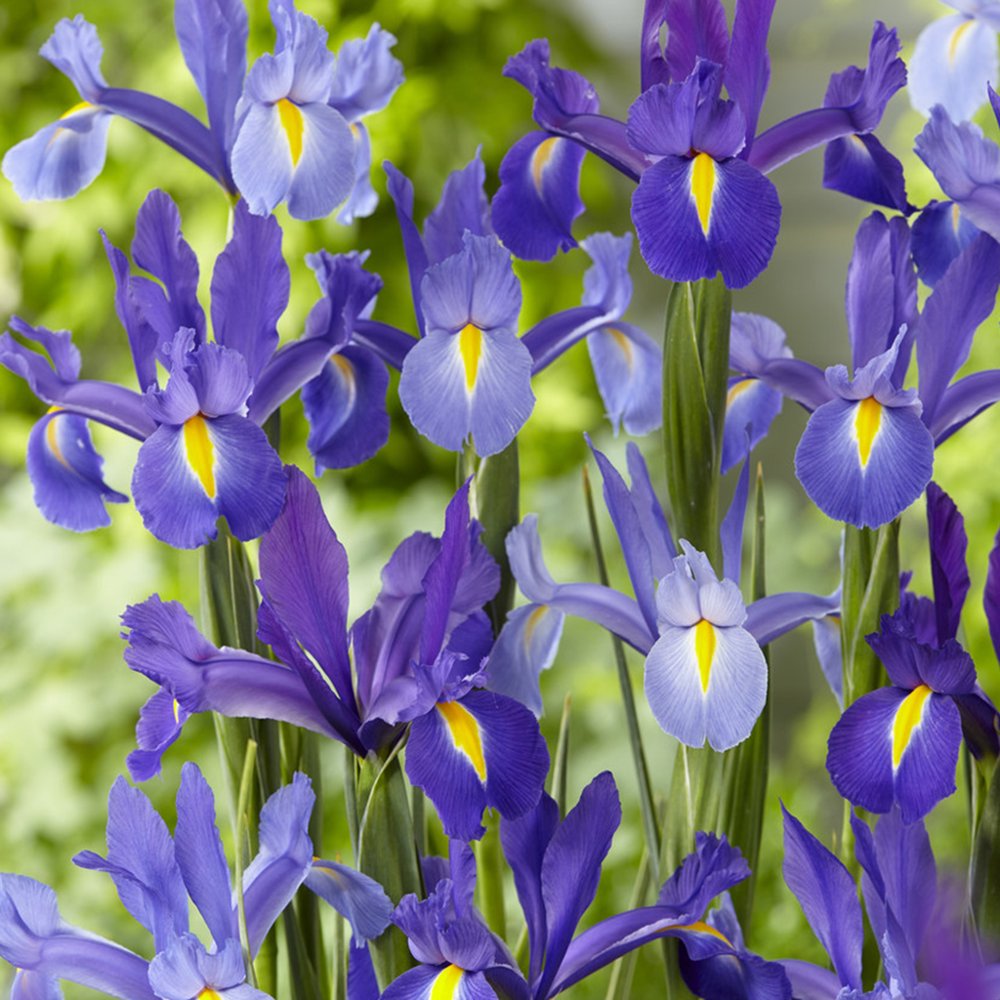 Van Zyverden Dutch Iris AllBlue Discovery Set of 25 Bulbs