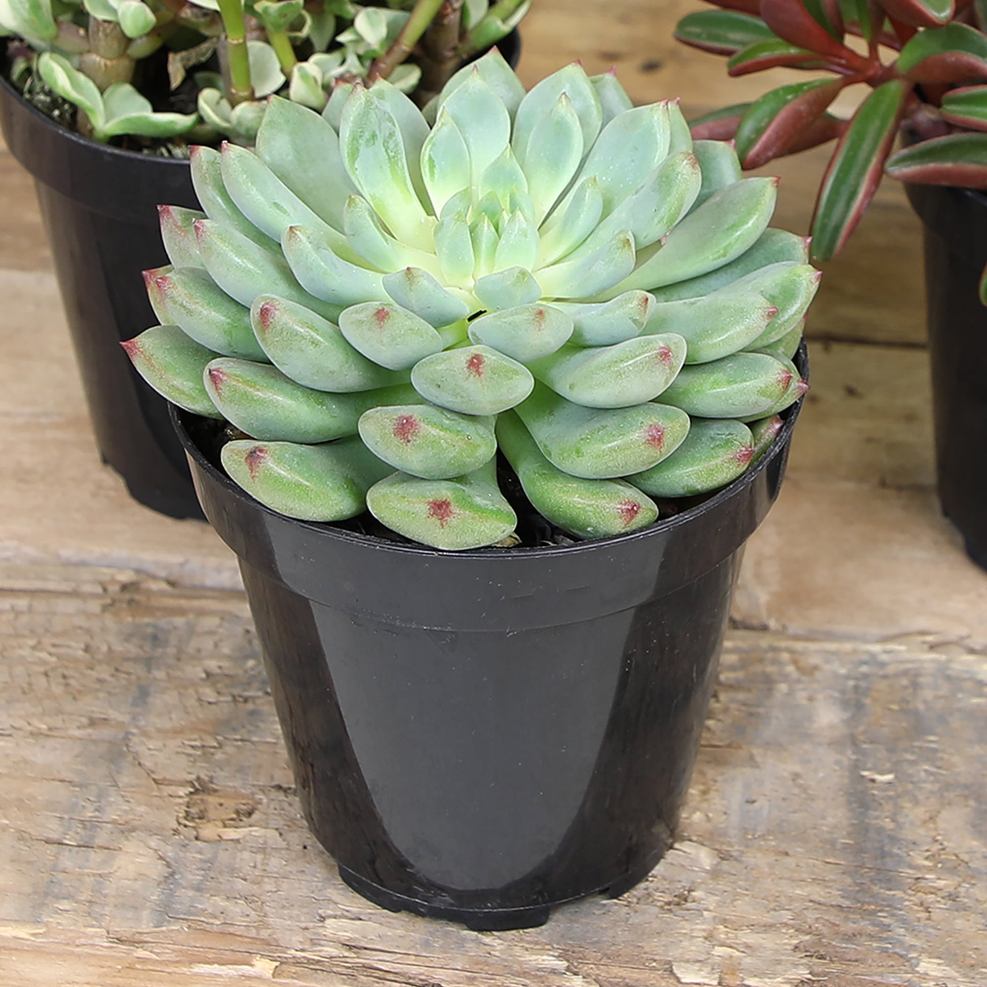 Element Live Plant Succulent Assorted Varieties and Colors in 4in Pot