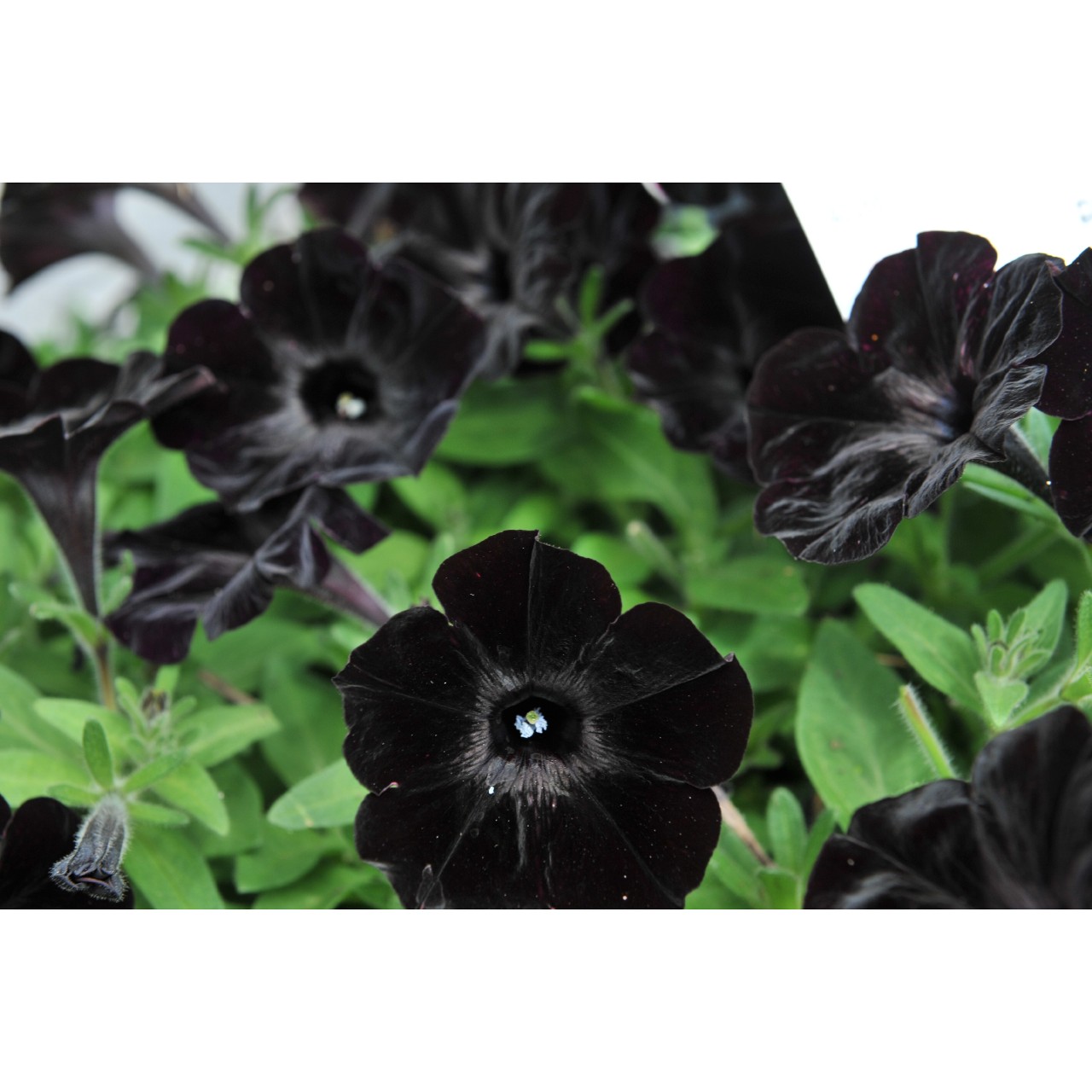 Better Homes & Gardens 2 Gallon Coco Hanging Basket Multicolor Multispecies Annuals Combo Outdoor Live Plants Full Sun