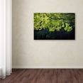 thumbnail image 3 of Trademark Fine Art "Light Branch" Canvas Art by Philippe Sainte-Laudy, 3 of 3
