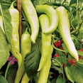 thumbnail image 3 of Bananarama Pepper Vegetable Plants | 3 Garden Starters in 4in. Grow Pots; Full Sun | Altman Plants, 3 of 5
