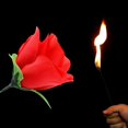 thumbnail image 3 of Antorcha a rosa (1 unidad) Truco de magia de fuego Flor que aparece en llamas Accesorios para magos profesionales Magia mentalismo para espectáculos de novias/bodas o calles, 3 of 5