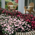 thumbnail image 6 of Encore Azalea Autumn Belle Live Shrub, 6 of 11