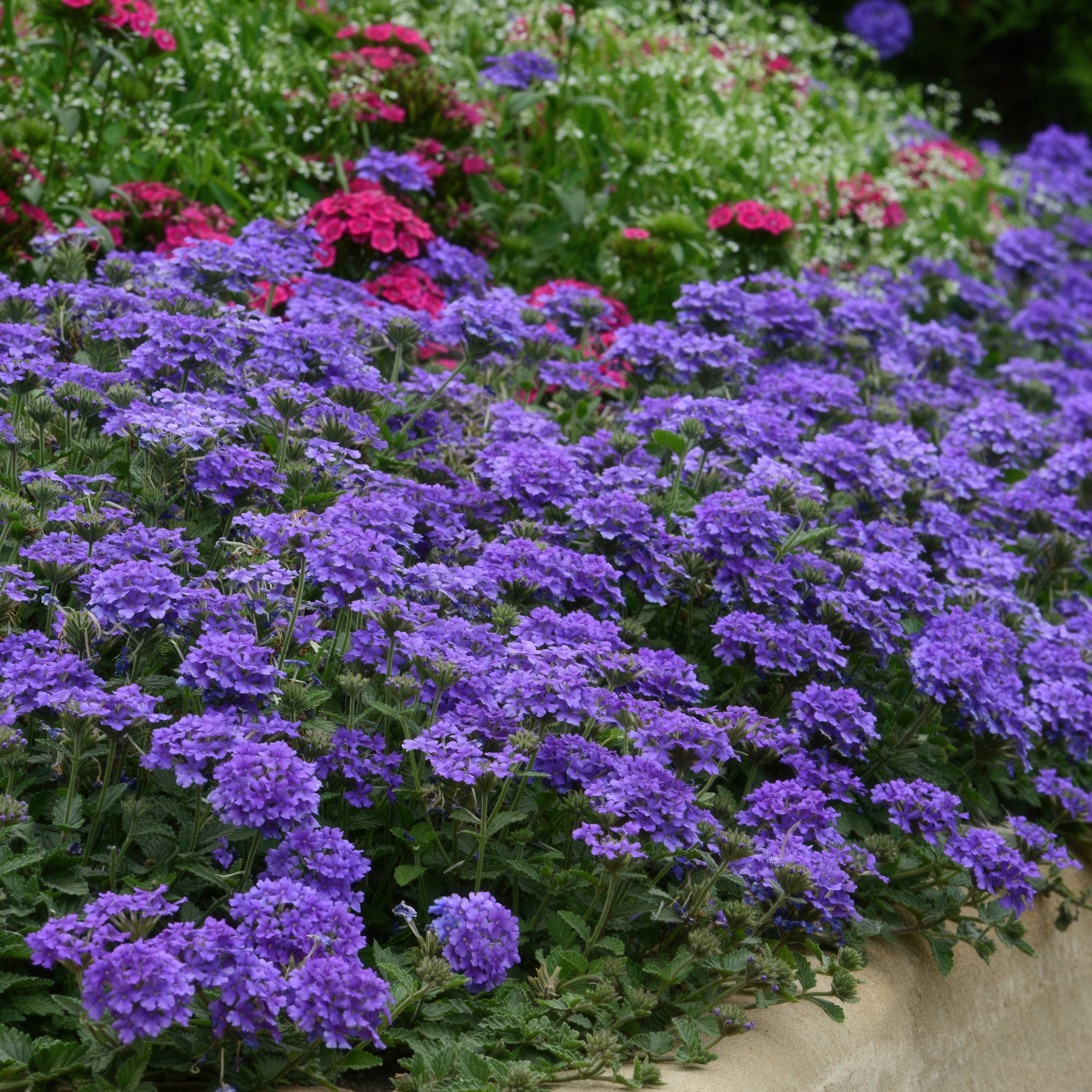Live Perennial 4" Verbena EnduraScape Blue Improved (3-Pack) with Full Sunlight