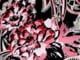 Black Paisley Floral