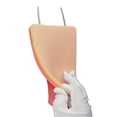 thumbnail image 4 of Kit Educativo de Práctica de Venopunción con Almohadilla Modelo de Inyección de Silicona para Estudiantes, 4 of 9