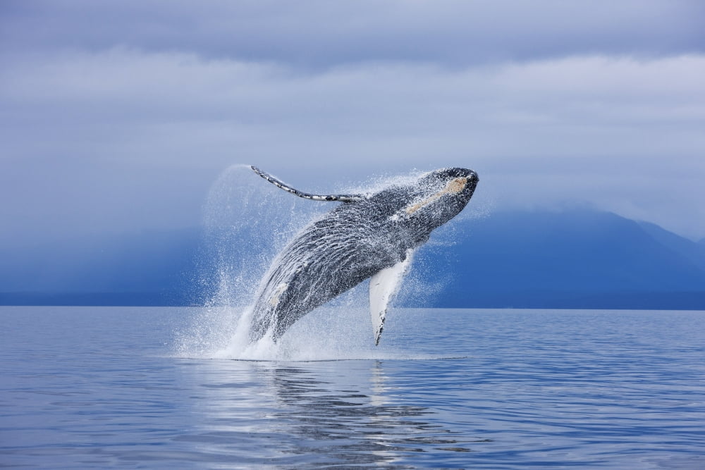 A Humpback Whale Breaches Along The Shoreline Of Chichagof Island In Chatham Strait Inside Passage Tongass National Forest Admiralty Island Southeast Alaska Summer Composite Canvas Art - John Hyde De