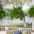thumbnail image 5 of Expert Gardener 20-24" Wide Boston Fern Live Plant in 1.5-Gallon Grower Pot, 5 of 13