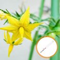 thumbnail image 3 of BRIGHTFUFU Pollination Wand For Eggplants Multi Plastic 1Pcs, 3 of 8