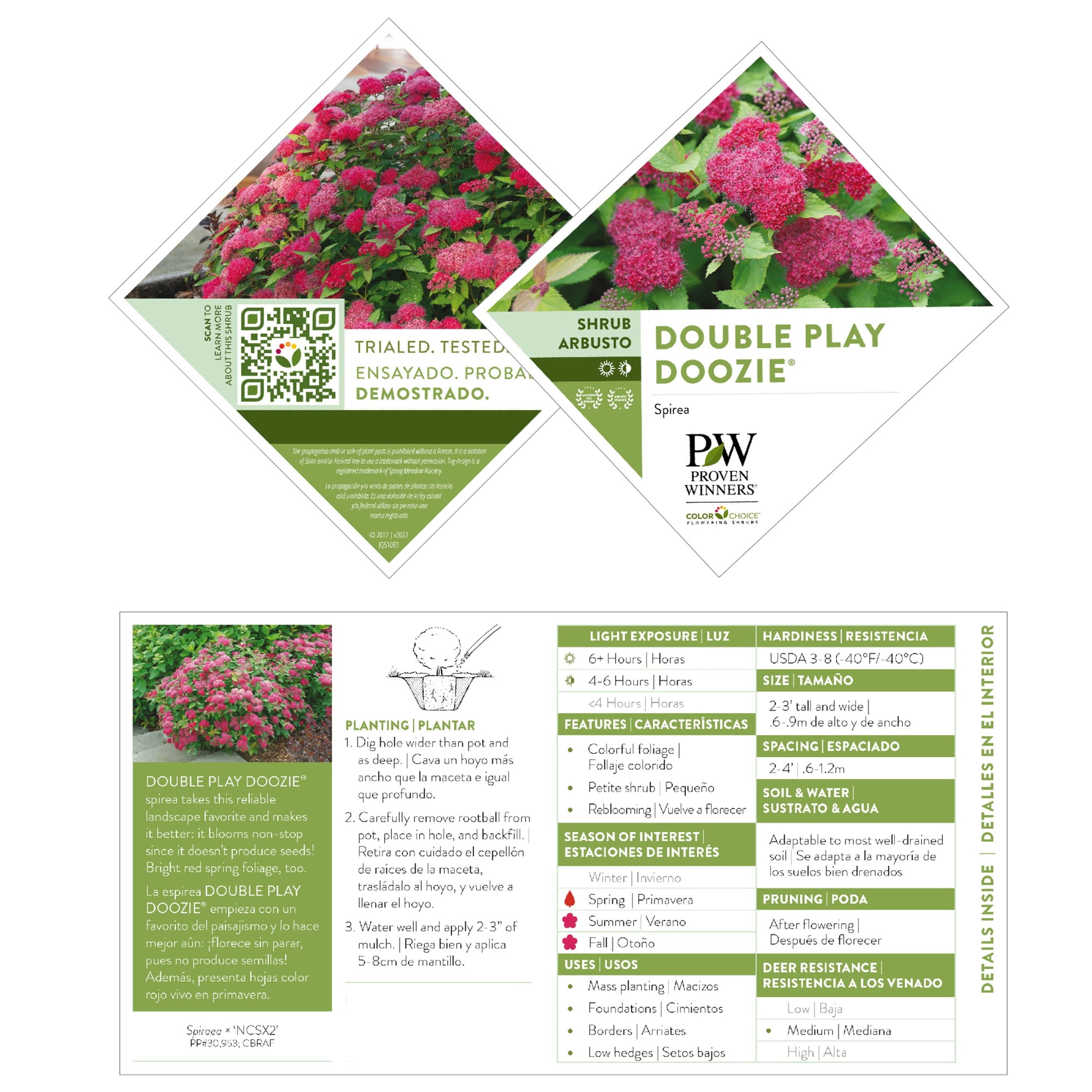 Proven Winners ColorChoice Double Play Doozie Spirea Live Shrub (2 Gallon)