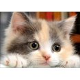 thumbnail image 1 of DIY 5D Diamond Painting by Number Kit, Cute cat Crystal Rhinestone bordado punto de cruz Arts Craft Supply Canvas Wall Decor 40x30 cm Sincero Hogar, 1 of 5