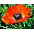 thumbnail image 3 of Brilliant Oriental Poppy - Scarlet Hue - Papaver - Quart Pot, 3 of 4