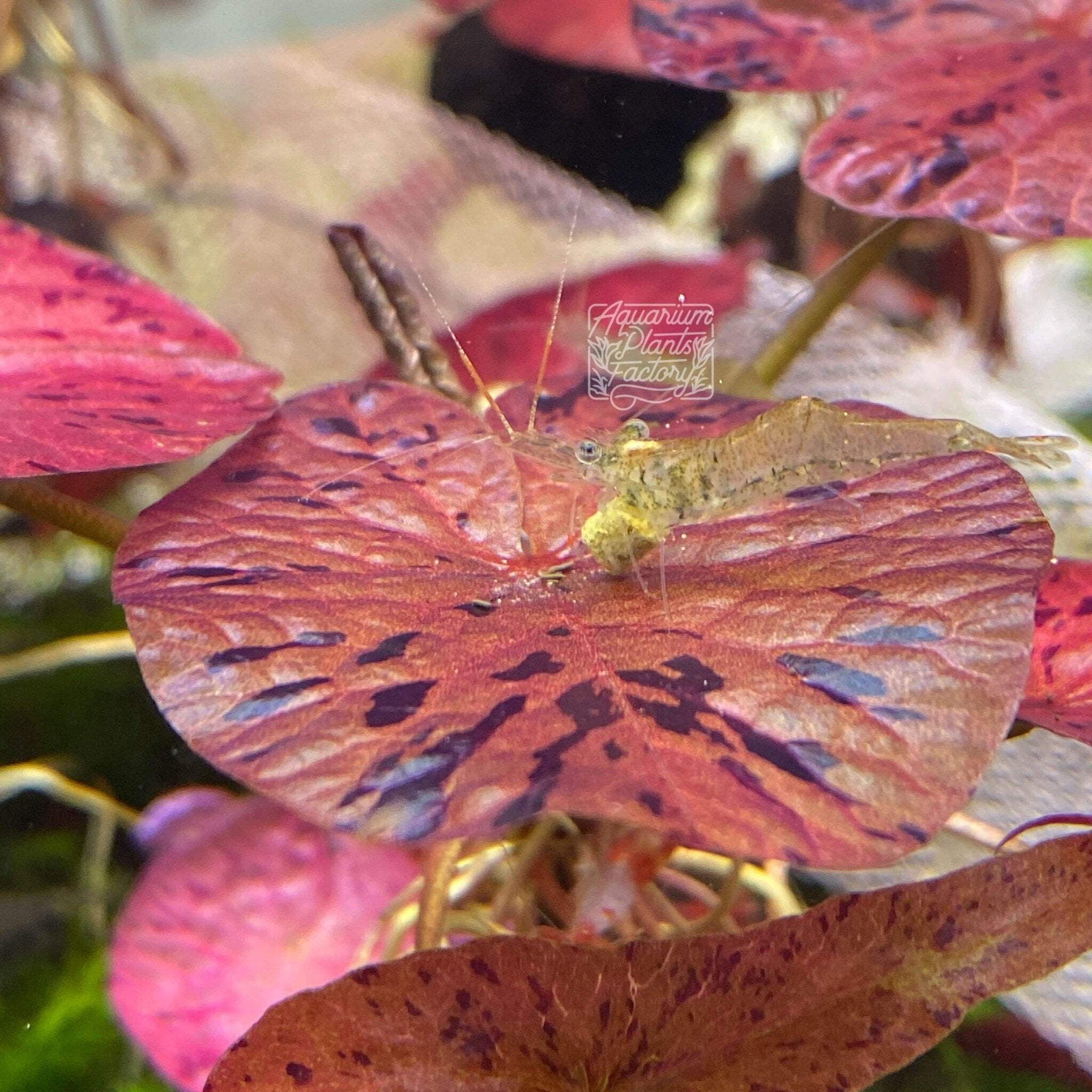 Red Tiger Lotus Aquarium Plants Factory