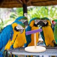 thumbnail image 4 of Shisuyan 1Pack Bird Perch Standing Wood Bird Perch Stand Purple Creates Warm Atmosphere, 4 of 8