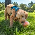 thumbnail image 6 of Outward Hound by Nina Ottosson Topsy Treat Ball Dog Puzzle, Level 1 Beginner, Orange, 6 of 7