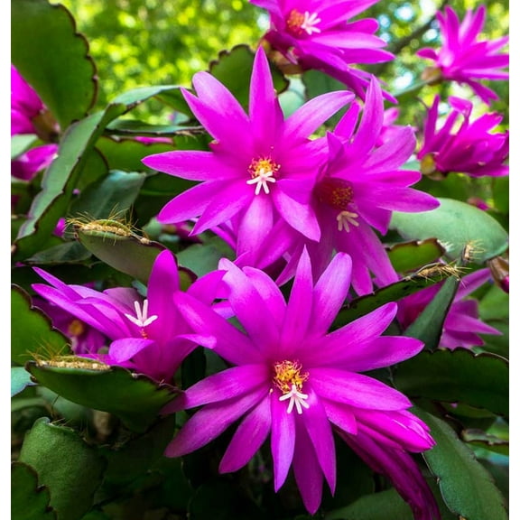 Purple Christmas Cactus Live Plant for Planting, Holiday Cactus Flowers Crab Cactus Plant in 3 Inch Pot