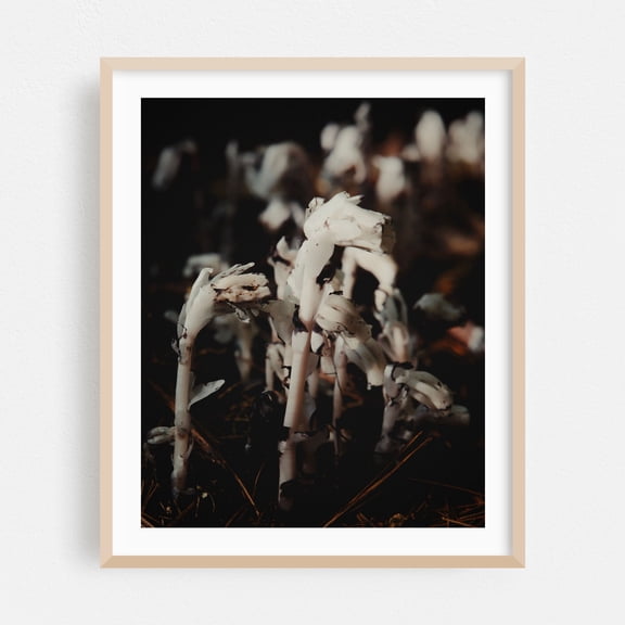 Ghost Pipes 01 - Marlborough Massachusetts Photography Oak Framed Wall Art Print 16 x 20 inches