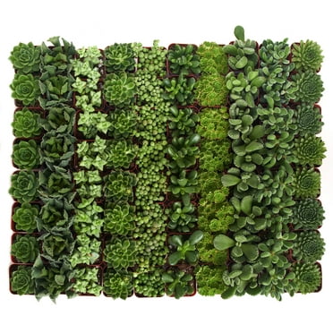Home Botanicals Green Succulent (Collection of 128)