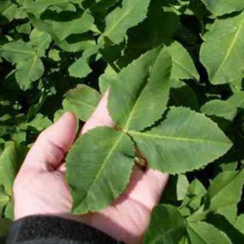 Outsidepride Fixation Balansa Clover Seeds for Lawn - 5 lbs. Coated & Inoculated, Cold Season, Drought Tolerant Cover Crop Seeds, Ideal for Erosion Control, Pasture, & Pollinator-Friendly Garden